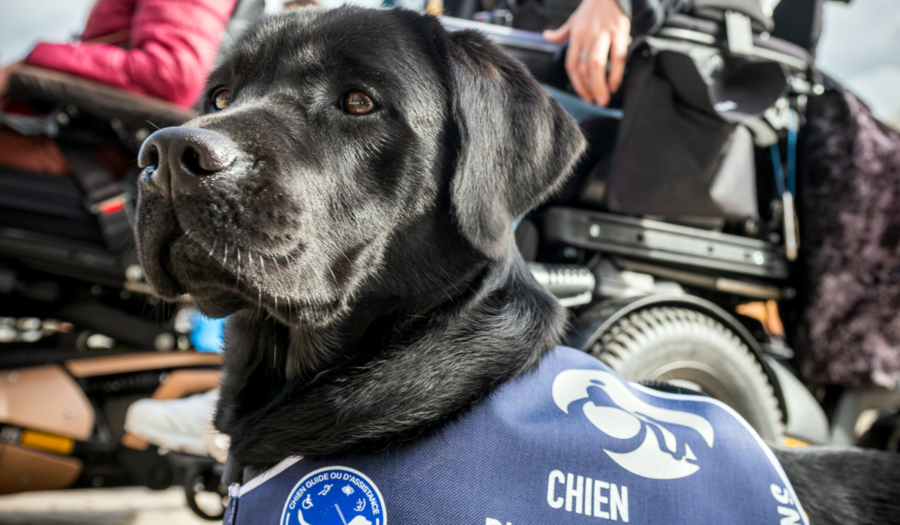 chien guide